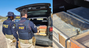 Irmãos são detidos pela PRF com 465 pássaros silvestres em Venturosa